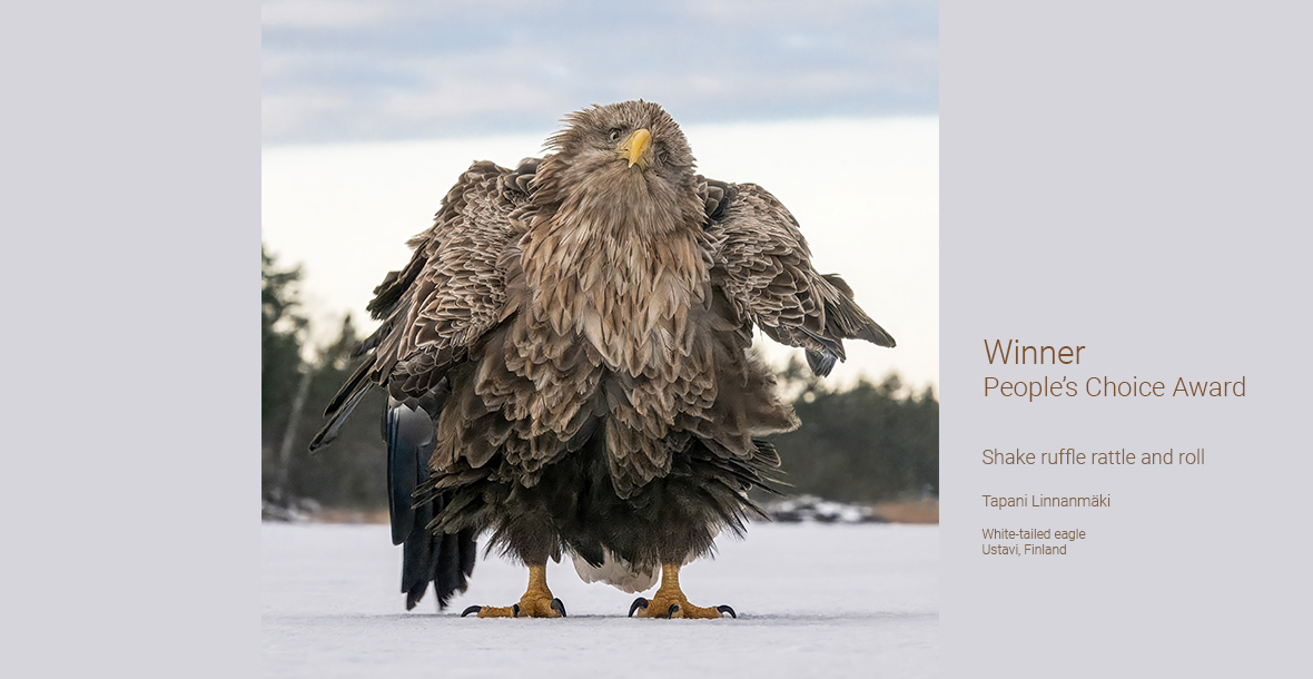 Победители Comedy Wildlife Awards 2024