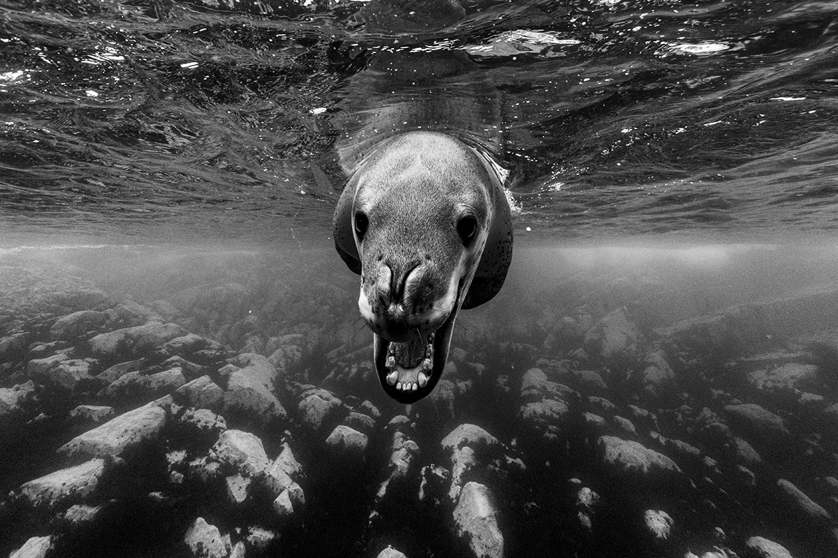 Monochrome Awards 2025: лучшие wildlife-снимки года в черно-белом формате