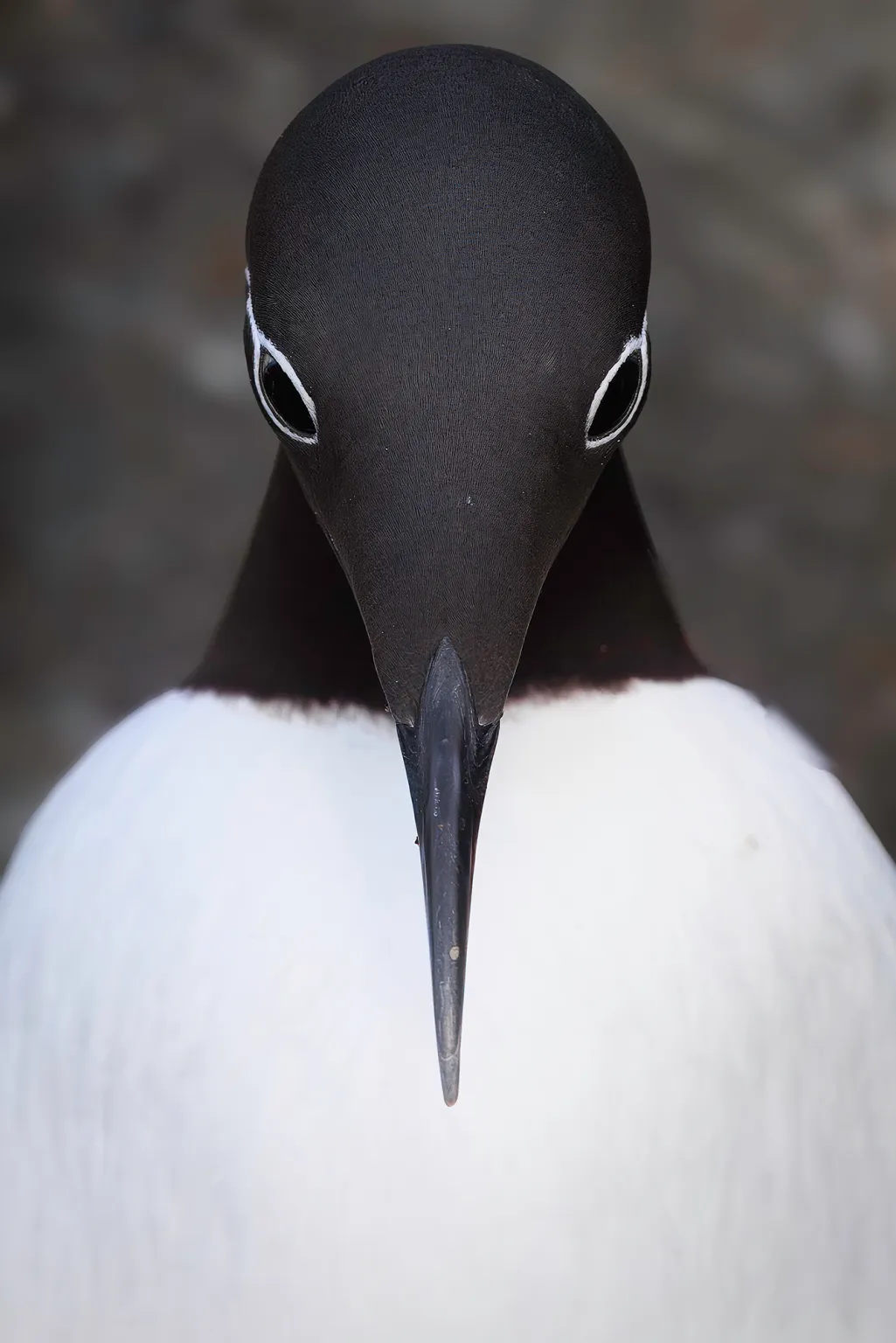 Sony World Photography Awards показала победителей национальных и региональных премий 2026