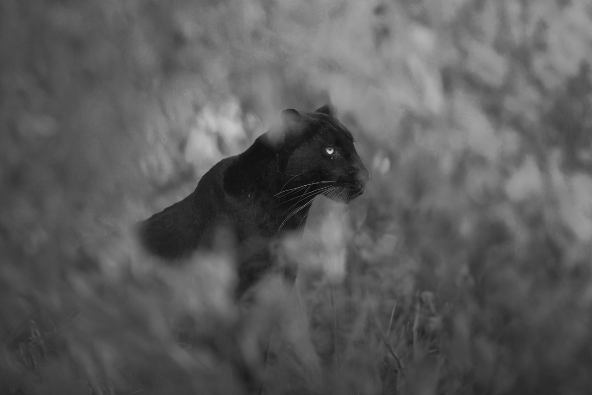 Monochrome Awards 2025: лучшие wildlife-снимки года в черно-белом формате