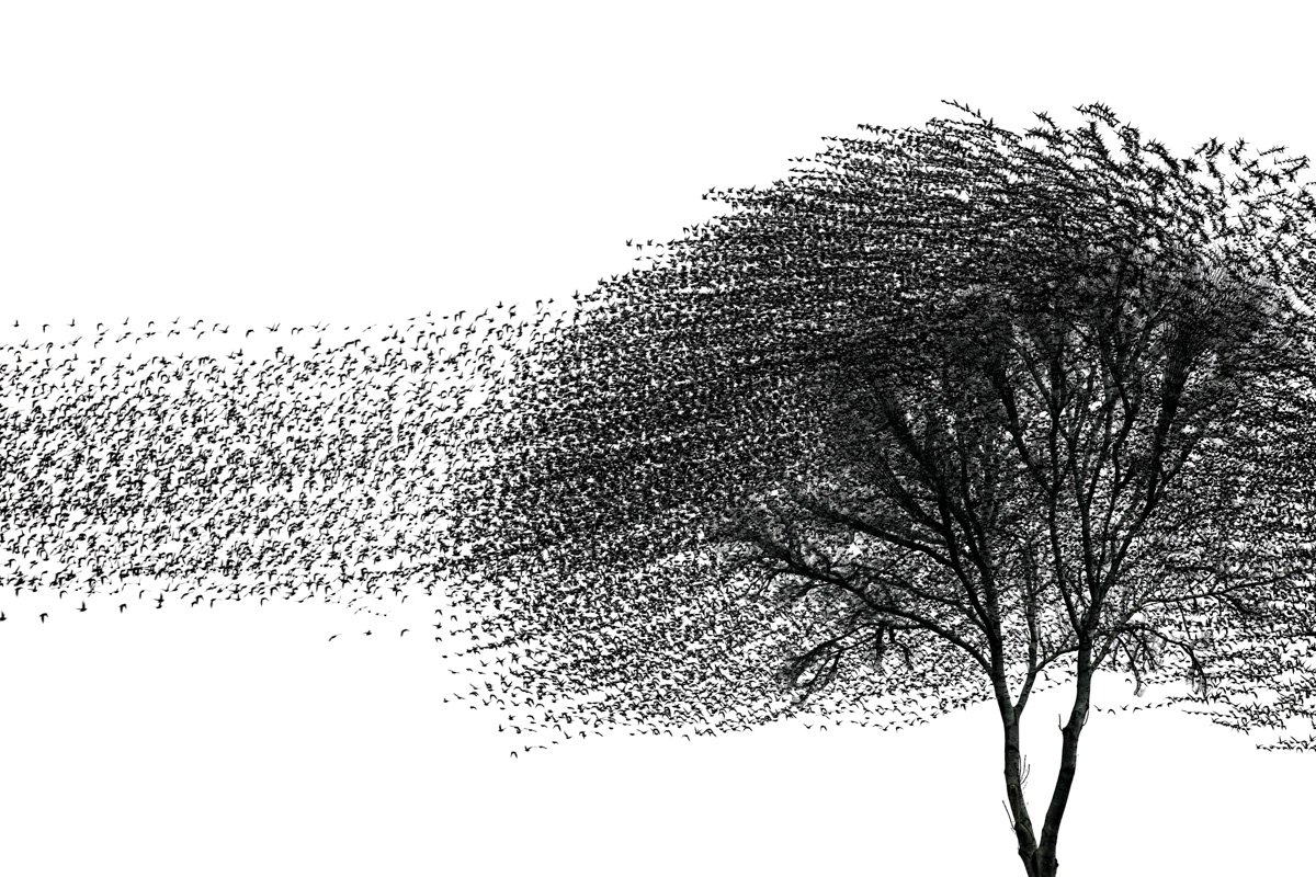 Monochrome Awards 2025: лучшие wildlife-снимки года в черно-белом формате