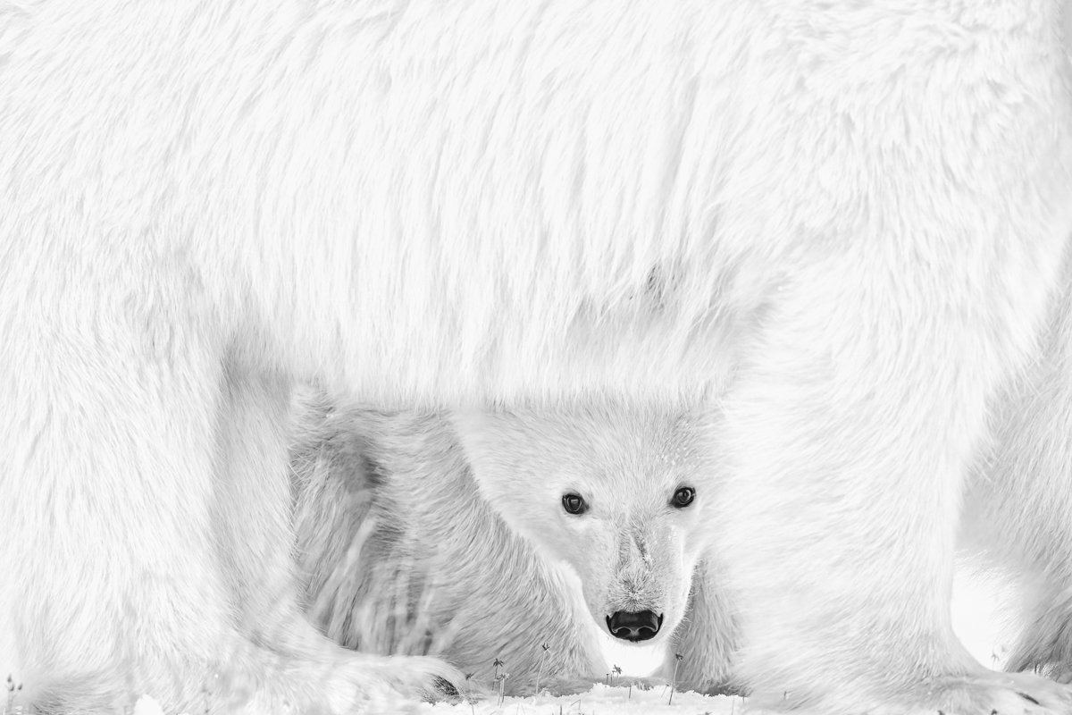 Monochrome Awards 2025: лучшие wildlife-снимки года в черно-белом формате